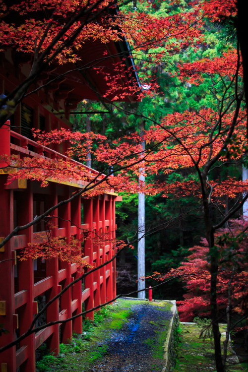 Autumn leaves viewing (kôyô) at Enryaku-ji, by Prado Enryaku-ji is a very famous monaste