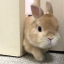 cuteanimalcollection