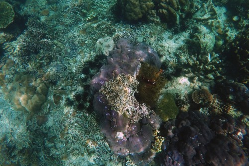 boybehindthelens:Underwater treasures.Pulau SapiSabah, Malaysia