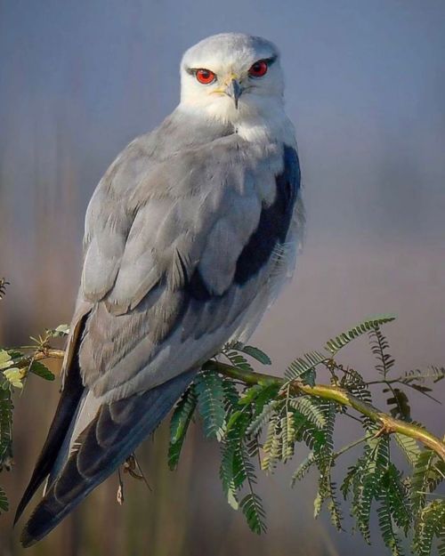 trashzy:Black-shouldered Kite