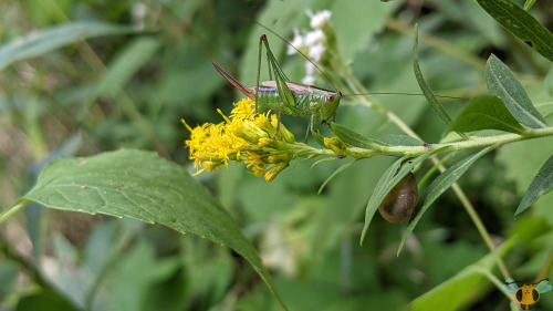 Short-Winged Meadow Katydid - Conocephalus brevipennisWith my field guides and my main literature re