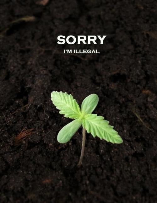 Into A Stoner's Mind!