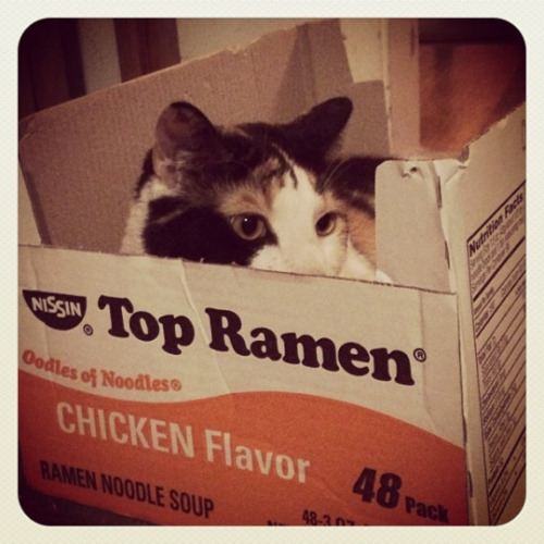 It’s the 105th birthday of Momofuku Ando, the inventor of instant ramen. Kitties of the world salute