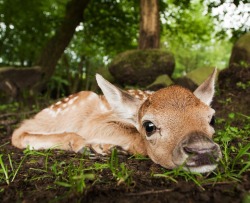 Beautiful-Wildlife:  Little One By Peter Krejzl 