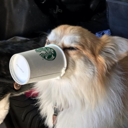 Back away from my puppucino #corgi #fluffycorgi