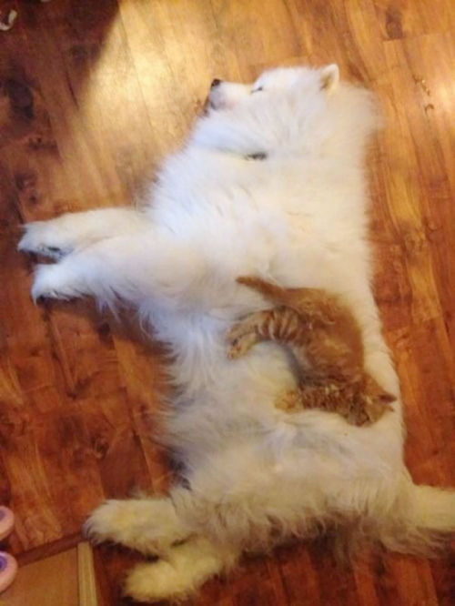 tastefullyoffensive:Cats Using Dogs as Pillows (images via bored panda)Previously: Puppies That Look Like Teddy Bears