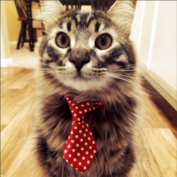 cute-overload:  So my cat looks better in