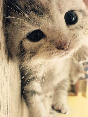 lolfactory:  photogenic☆ funny pictures tumblr ☆ funniest reblogs from our dash
