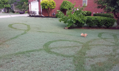 vincentvangoth:tastefullyoffensive:“The morning dew perfectly captured my dog’s erratic 
