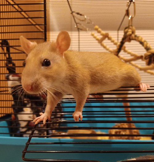 Ebi Is Just So Perfect I Want To Cry Look At This Little Teddy Bear