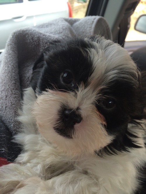 jimthecrickett:This is our new puppy, Alfie, he likes shoelaces and toes