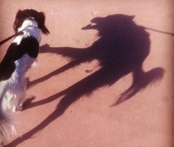 turakamyou:When your shadow reveals your true form