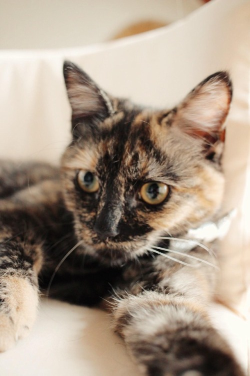 world-of-cats:Orion, 6 months old! Occasional terror. She’s my furbaby though.