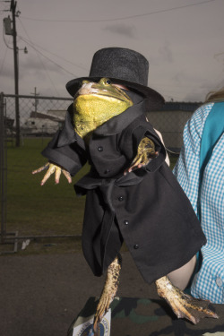 pipistrellus:  tammymercure:  I’m officially smitten with frogs. Rayne, LA. May 9, 2015.  hello my baby hello my honey hello my ragtime gal 