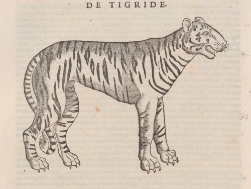 Tiger from Conrad Gessner’s Historiae animalium liber 1, De quadrupedibus (Zürich 1551).Source: Zent