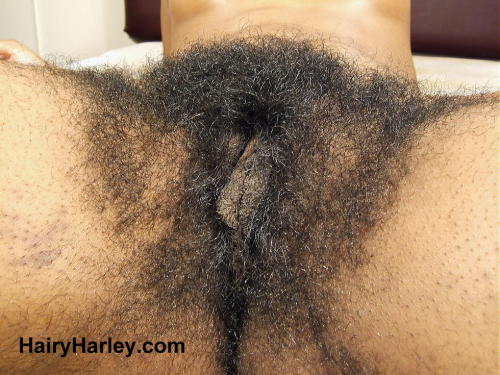 superhirsuteandbushychicks:  More Hairy Harley with her ultra super bush. 
