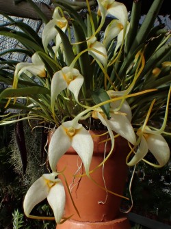 Orchid-A-Day:  Masdevallia Leucantha Syn.: Masdevallia Chiguindensis January 21,