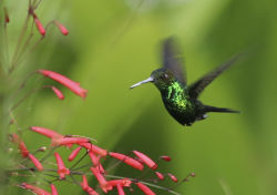 euph0r14:  nature | Cuban Hummingbird | by GraemeClark1 | http://ift.tt/2a13BbL 