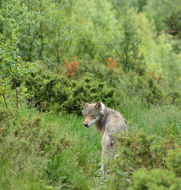 agameofwolves:  Wolf in forest by tersn on Flickr.