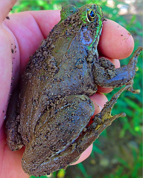 A bullfrog at the Little Miami River.