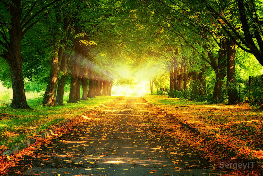 woodendreams:  (by Sergiy Trofimov)