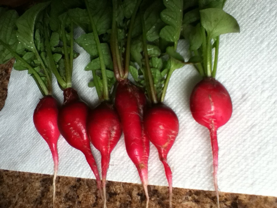 First harvest of the season! My beautiful babies, Cherry bell radishes.