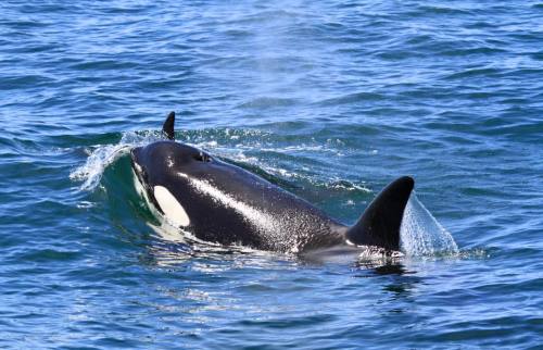 californiatransients:  Emma’s pod, the CA140′s (plus adopted adult male CA163 Liner), return to Mont
