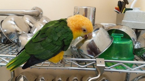 papayagorescue:We need a part-time volunteer dishwasher. We had to “let go” the new volunteer today.