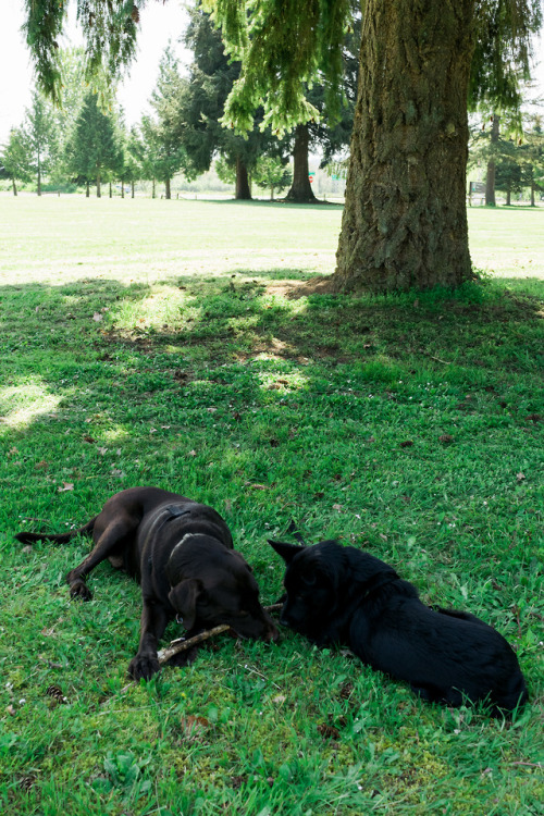 Bear & Honey at Peninsula Park