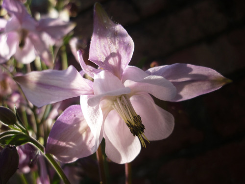 Aquilegia (columbine), mixed varietiesMay 2016