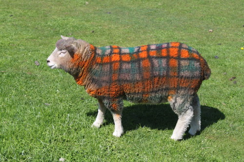 cottageinthelandserene: A Scottish farmer at Auchingarrich Wildlife Centre fools tourists into belie