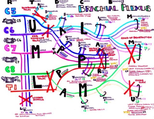 Brachial Plexus photos for studying Anatomy