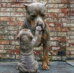 thegreatpuppers:  *boop* Son.. pls.. u r doing me an annoyance