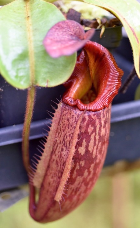 jeremiahsplants:Nepenthes and a Sarracenia in the greenhouse today. N. rajah, N. hamata, N. lowii x 