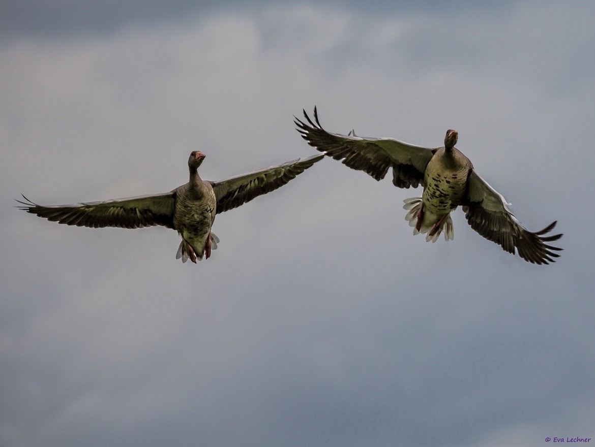 gravitationalbeauty:  Grey Geese by Eva Lechner   