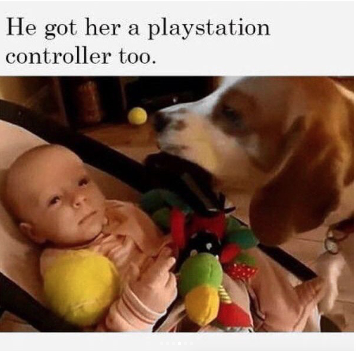 babyanimalgifs:  Charlie is a good boy