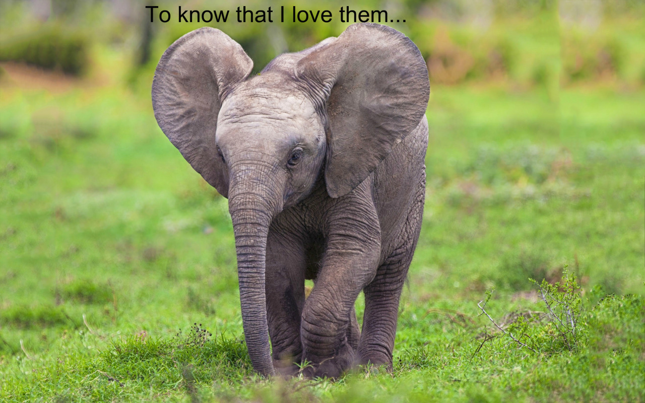 officialkakyointenmei:  adviceforvegans:Say NO to captivity!pls do not compare zoos