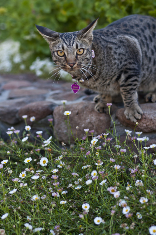 Vineyard Cat, Napa Valley  (by jtennerygallery)