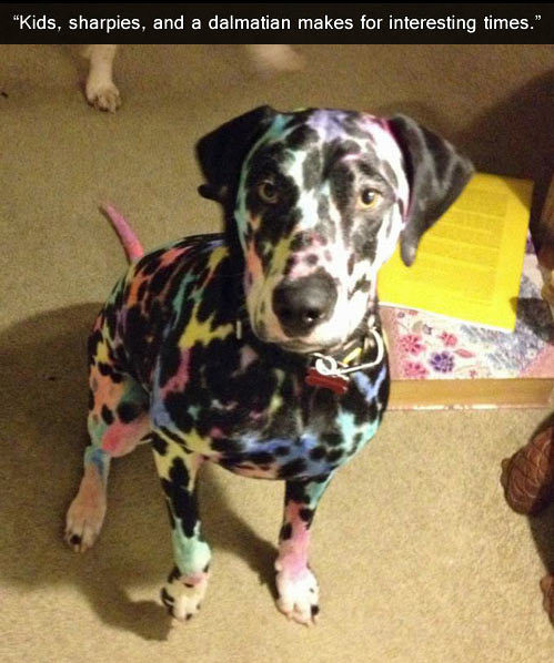 srsfunny:  Colorful dalmatian…http://srsfunny.tumblr.com/  Awww hahah, poor pup.