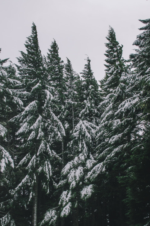 Snow Day on Mt. Walker