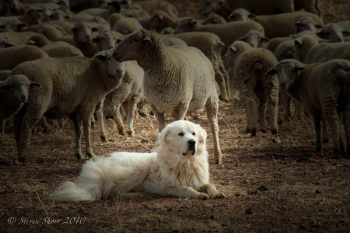 redwingjohnny:My Flock by Mac-Wiz