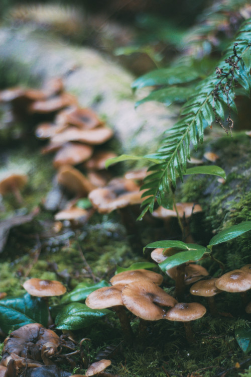 Honey mushrooms