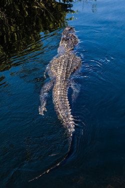 thepredatorblog:  American alligator (by