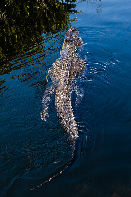 thepredatorblog:  American alligator (by Antonio Balsera)