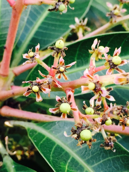 Tiny mangoes are forming