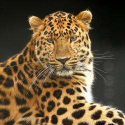 llbwwb:  (via 500px / Amur Leopard by Alan Hinchliffe)
