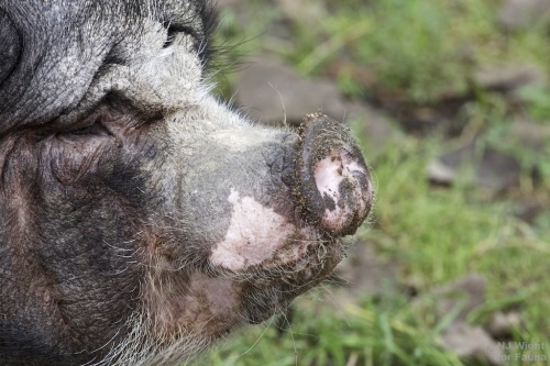 Perfect pot-bellied pig profile!
This is Katrina. She’s a friend of the chimpanzees at Fauna Foundation.