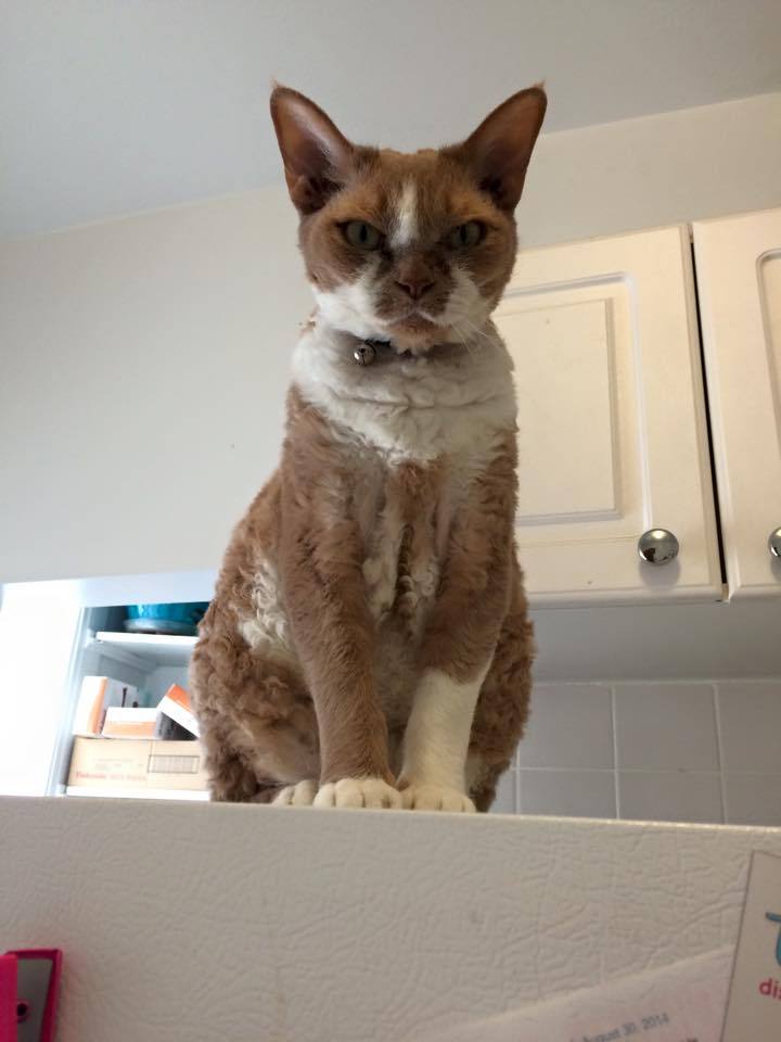 online-cats:  I’ve been told that my cat looks mean…