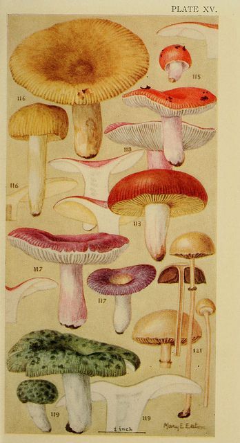 grislywitchpits:mary e. eaton, fungi illustrations