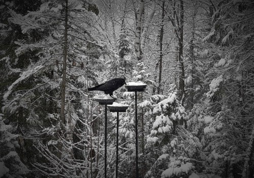 #FirstSnow